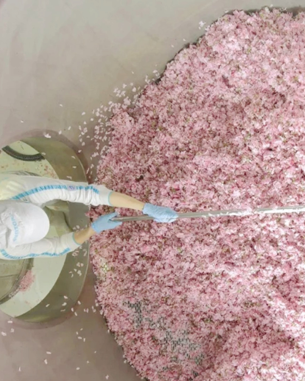 Sakura Blüte